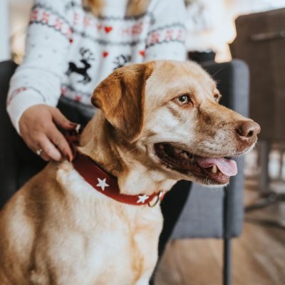 Thumbnail 11: HUNTER Halsband Magic Star M (55), rot/schwarz