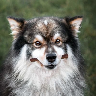 Thumbnail 2: Sollis Zarter Liebesbeweis - Lamm Fleischstreifen