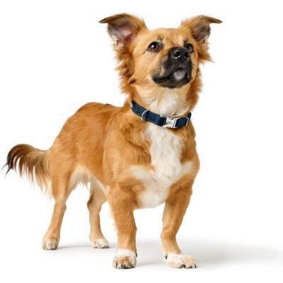 Thumbnail 5: HUNTER Halsung Amalfi Alu-Strong L, marine