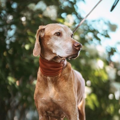 Thumbnail 7: HUNTER Ergonomisches Halsband Arvika S (40), cognac/schwarz