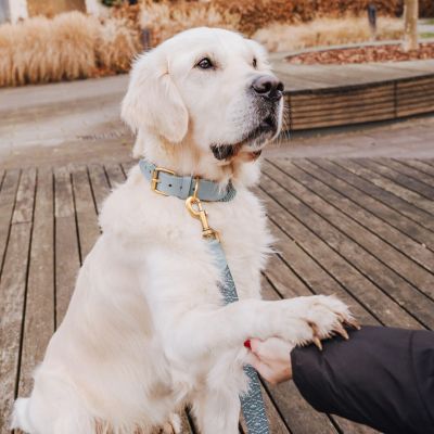 Thumbnail 6: Hey Lana Premium Hundehalsband Gepolstert Anthrazit / Eisblau / M/37-47