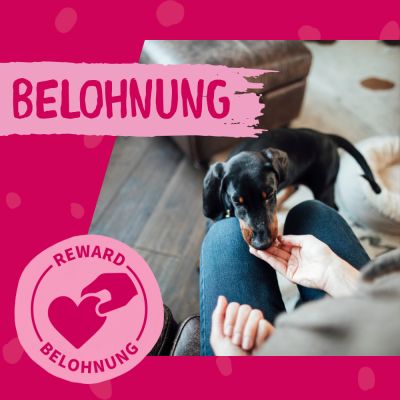 Thumbnail 5: Dokas Pferdefleisch getrocknet Pferd Leckerli für Hunde 12x 60g Multipack