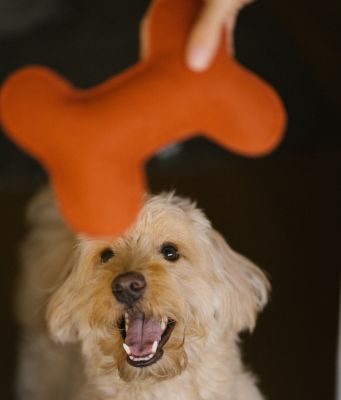 Thumbnail 4: CAFIDE Juguete Perro Teja, Play