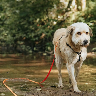 Thumbnail 4: Rudelkönig Schleppleine 10m Stoff Schleppleine für Hunde mit Griffpolsterung, Robuste Hundeleine