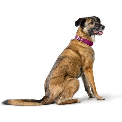 Thumbnail 5: HUNTER Halsband Malta M (55), magenta/schwarz