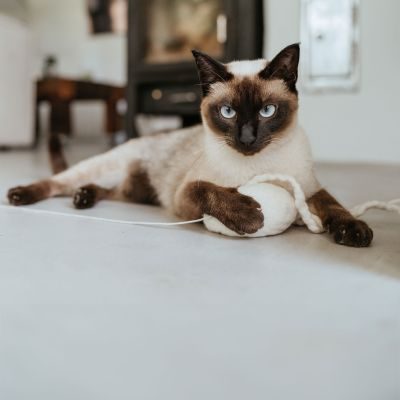 Thumbnail 1: stylecats® Katzenspielzeug Kwalle Karl mit Schnur weiss 10 cm