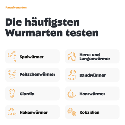 Thumbnail 2: Pezz Großes Kotprofil für Katzen - 7in1 Test für eine ganzheitliche Kotanalyse