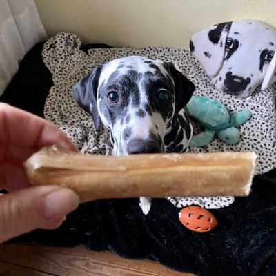 Thumbnail 2: kauartikel.com Ochsen-Ziemer, 12cm - Hunde-Kauartikel - Hunde-Snack - Kausnack vom Ochsen - Leckerli vom Rind