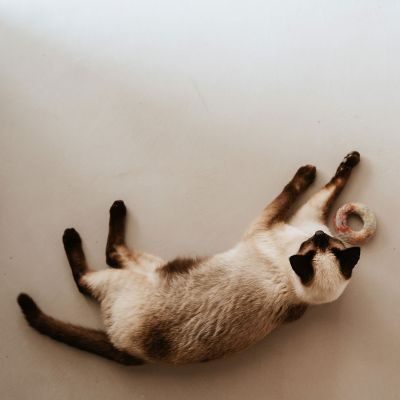 Thumbnail 2: stylecats® Katzenspielzeug Filzring bunt Ø = 7 cm