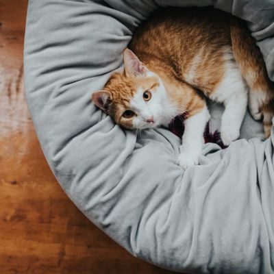 Thumbnail 6: HUNTER Hunde- und Katzenschlafplatz Miranda Ø 50 cm, grau