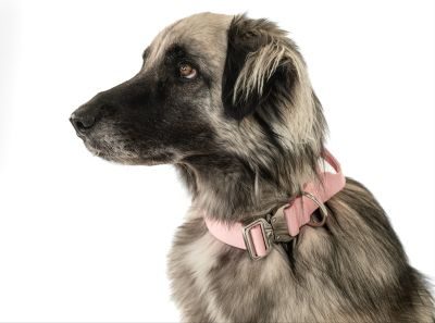 Thumbnail 2: SimplePets Halsband strong
