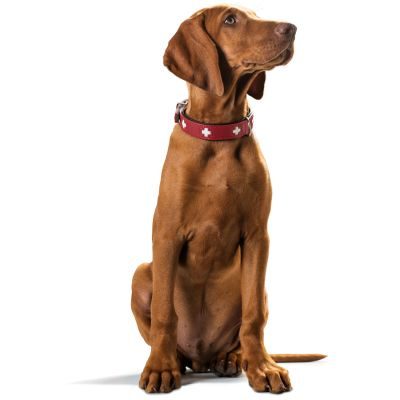 Thumbnail 8: HUNTER Halsband Swiss XL (75), rot/schwarz