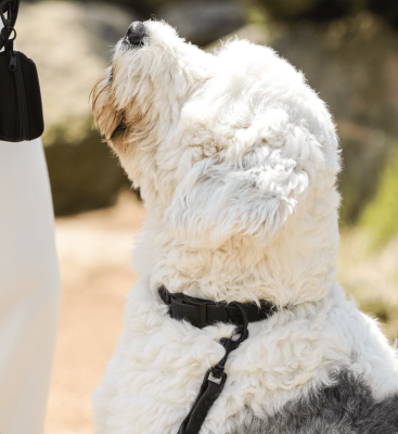 Thumbnail 3: Fluffy Dog BioThane® Hundehalsband „All Black“ – vegan, wasserfest & verstellbar mit D-Ring