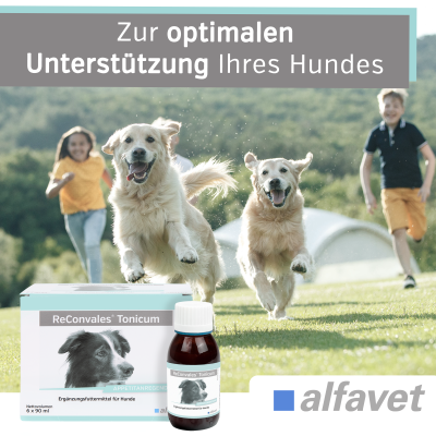 Thumbnail 6: alfavet ReConvales Tonicum Hund 6 x 90 ml