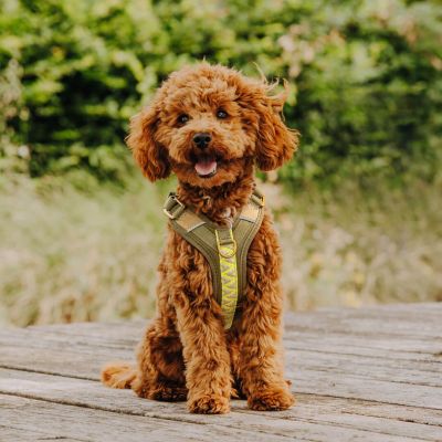 Hey Lana Premium Hundegeschirr Gepolstert - mit Reflektoren und Haltegriff  L / Olivgrün/Neongelb