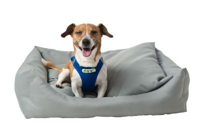 Thumbnail 7: INT4BELUA Bett DOMINO Gr. M