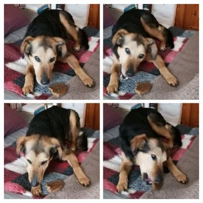 Thumbnail 3: kauartikel.com Hühner-Burger - Hunde-Kauartikel - Hunde-Snack - Kausnack aus Huhn - Geflügel-Leckerli