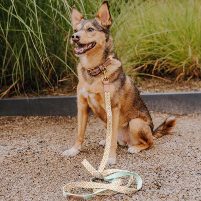 Thumbnail 3: Hey Lana Premium Führleine - 3-fach verstellbar M-XL 3/200 / Orange / Mint