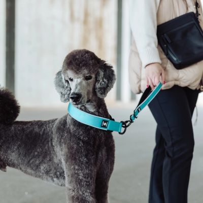 Thumbnail 8: Vitomalia Leichtes Zugstopp-Hundehalsband mit Anti-Würg-Funktion Türkis