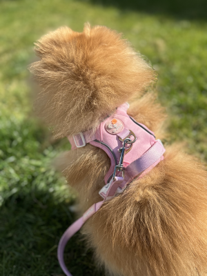 Thumbnail 4: SimplePets Alltagsheld-Geschirr in Blush Pink