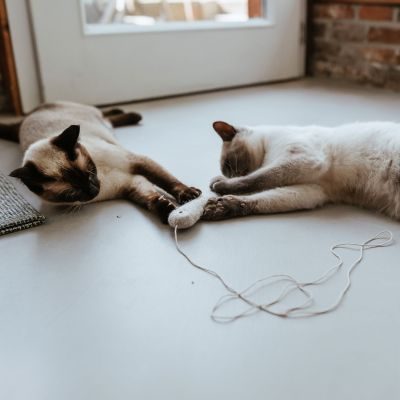 Thumbnail 4: stylecats® Katzenspielzeug Toller Hecht mit Schnur grau 3 cm