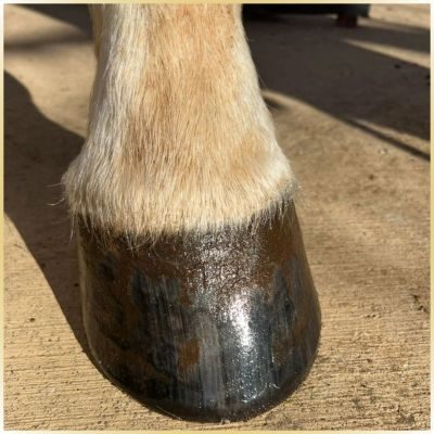 Thumbnail 4: Hoofgold HoofgoldHufbalsam SPEZIAL - mit ätherischen Ölen