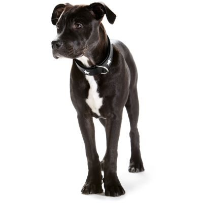 Thumbnail 3: HUNTER Halsband Magic Star M (55), schwarz