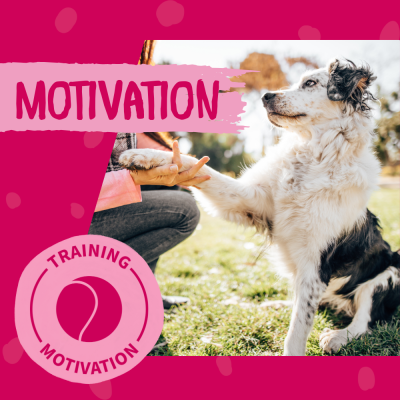 Thumbnail 1: Dokas Hühnchen-Rolle mit Rind weiche Hundeleckerlis 32x 10g Multipack