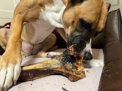 Thumbnail 3: kauartikel.com Straußen-Knochen, Giant - Hunde-Kauartikel - Hunde-Snack - Hypoallergen-Kausnack - Leckerli vom Strauß