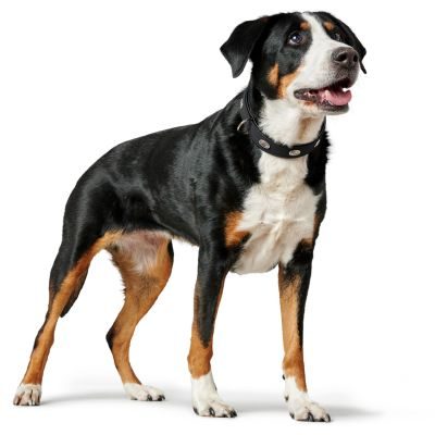 Thumbnail 4: HUNTER Halsband Softie Stone L (65), schwarz