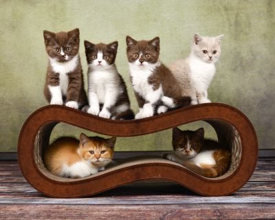 Thumbnail 4: cat-on SINGHA M Design Katzenmöbel, braun antik (002b)