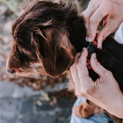 Thumbnail 8: HUNTER Halsung Canadian Up XXS-XS, cognac