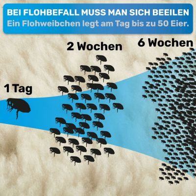 Thumbnail 4: BluePet Flohkamm & Flohkarte gegen Flöhe - Alternative zu Flohmittel, Nissenkamm - schonend Läuse, Nymphen & lose Zecken herauskämmen durch feine, enge Zinken