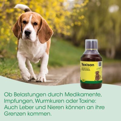 Thumbnail 3: cdVet Toxisan 50 ml – Natürliche Futterergänzung zur Unterstützung von Leber und Nieren
