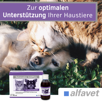 Thumbnail 2: alfavet ReConvales AntiPhos 3 x 90 ml