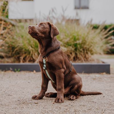 Thumbnail 5: Hey Lana Führgeschirr - Outdoor FLEX - 5-fach verstellbar mit Haltegriff Schwarz / Mint / M