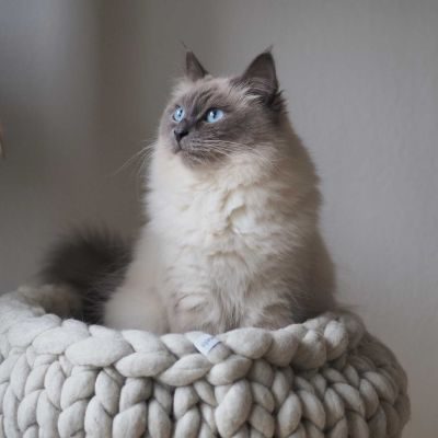 Thumbnail 2: stylecats® Katzenbett Boogie M (50 x 50 cm), hellbraun/beige