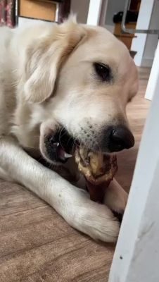 Thumbnail 5: kauartikel.com Schweine-Ohren XXL - Hunde-Kauartikel - Hunde-Snack - Kausnack vom Schwein - Leckerli