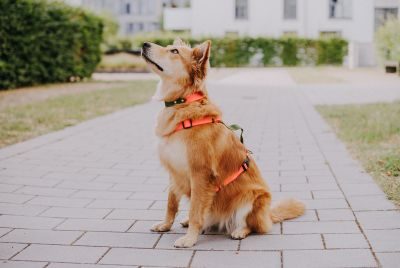 Thumbnail 4: Hey Lana Hundehalsband Outdoor SPORT – Wasserfest Neonorange / Grün / S/32-39