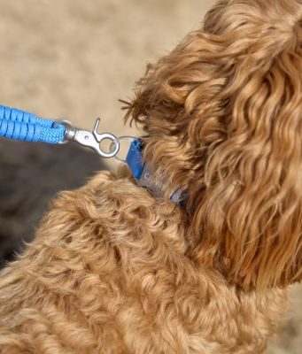 Thumbnail 3: CAFIDE Halsband, Ona