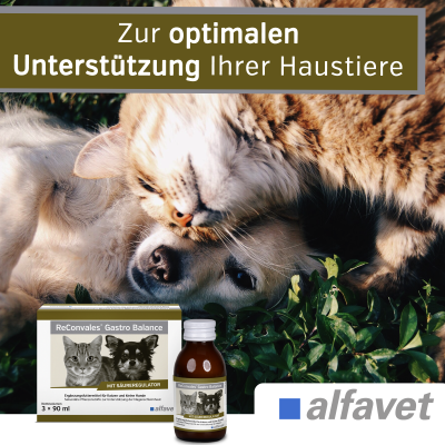 Thumbnail 5: alfavet ReConvales Gastro Balance  3 x 90 ml