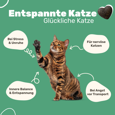 Thumbnail 7: Patsli Ergänzungsfuttermittel zur Unterstützung von Entspannung und emotionaler Balance bei Katzen in stressigen Situationen