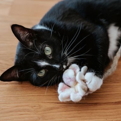 Thumbnail 3: stylecats® Katzenspielzeug Gundula Gänseblümchen 12 cm