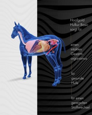 Thumbnail 5: Hoofgold Hufkur Pferd Basic Biotin und Zink, für Haut Fell Huf & Immunsystem, Zusatzfutter für Pferde