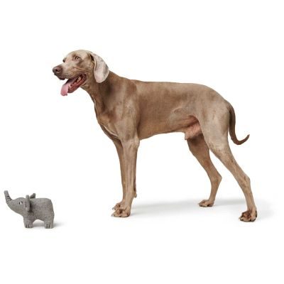 Thumbnail 5: HUNTER Hundespielzeug Eiby Elefant, grau 19 cm