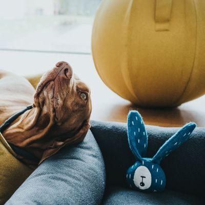 Thumbnail 1: HUNTER Hundespielzeug Tirana Hase 8 cm (18 cm Gesamtlänge)