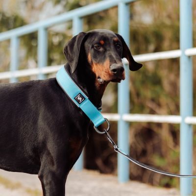 Thumbnail 7: Vitomalia Leichtes Zugstopp-Hundehalsband mit Anti-Würg-Funktion Türkis