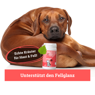 Thumbnail 5: BeG Buddy Haut und Fell für Hunde - Fell-Express - Fellgesundheit