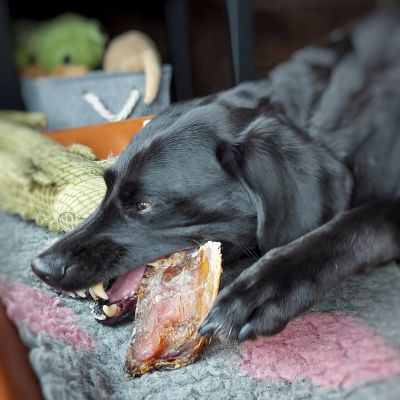 Thumbnail 1: kauartikel.com Rinder-Schulterblatt Maxi - Hunde-Kauartikel - Hunde-Snack - Kausnack - Leckerli vom Rind