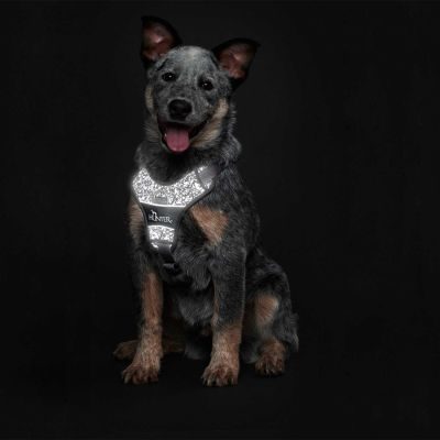 Thumbnail 7: HUNTER Geschirr Divo Reflect S, schwarz/grau